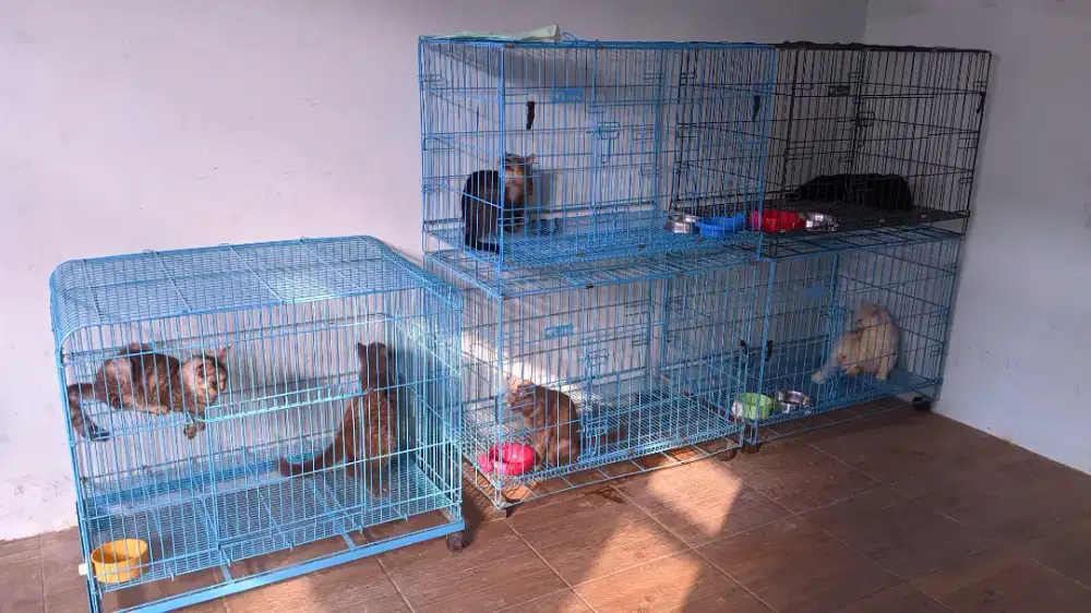 Kucing BSH Non Ped Free Kandang Octagon