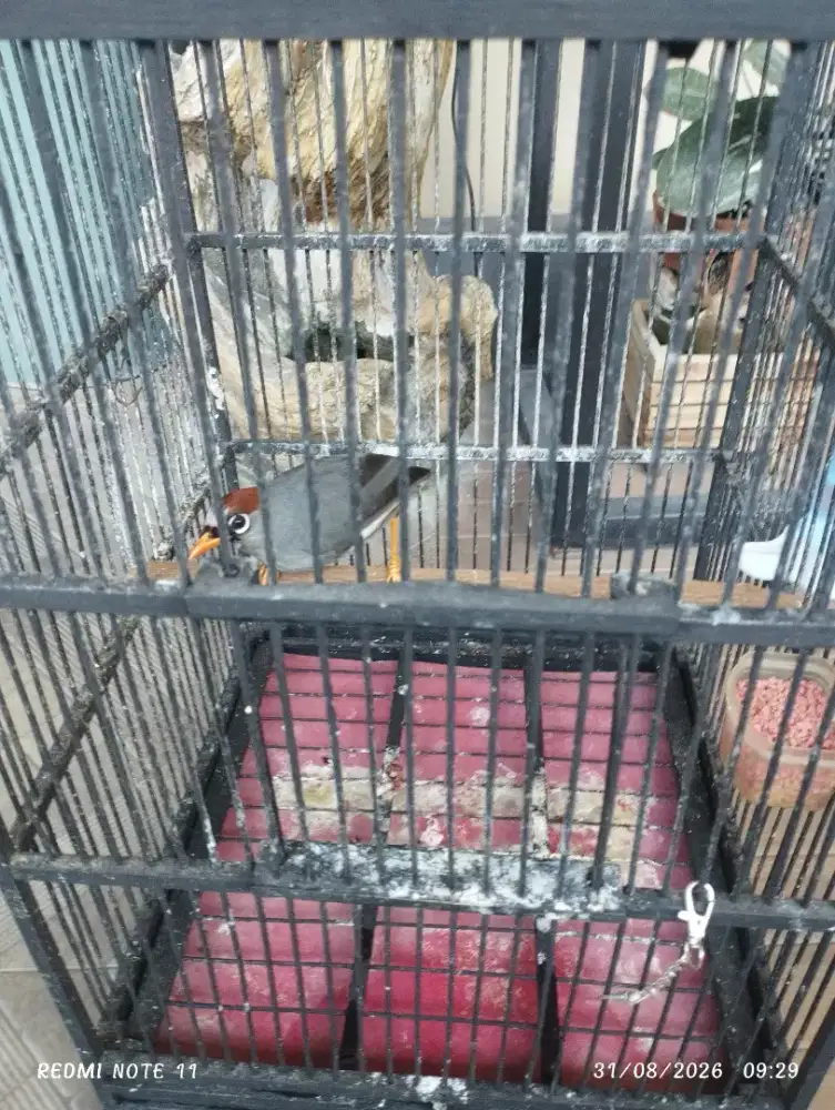 Jual burung poksay Mandarin