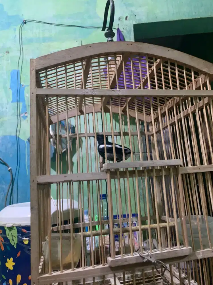 Burung Kacer Gacor