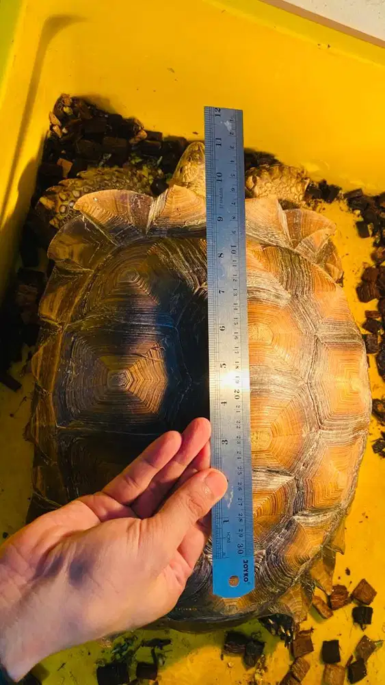 Sulcata Sehat 43cm Jantan