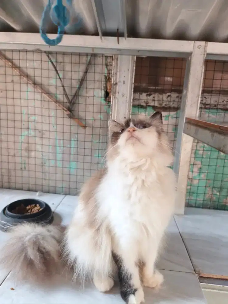 Kucing Betina campuran anggora Himalaya