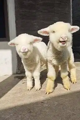 sepasang bibit domba merino super kontesan full bulu 4 bln exotik lucu