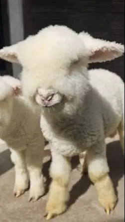 sepasang bibit domba merino super kontesan full bulu 4 bln exotik lucu
