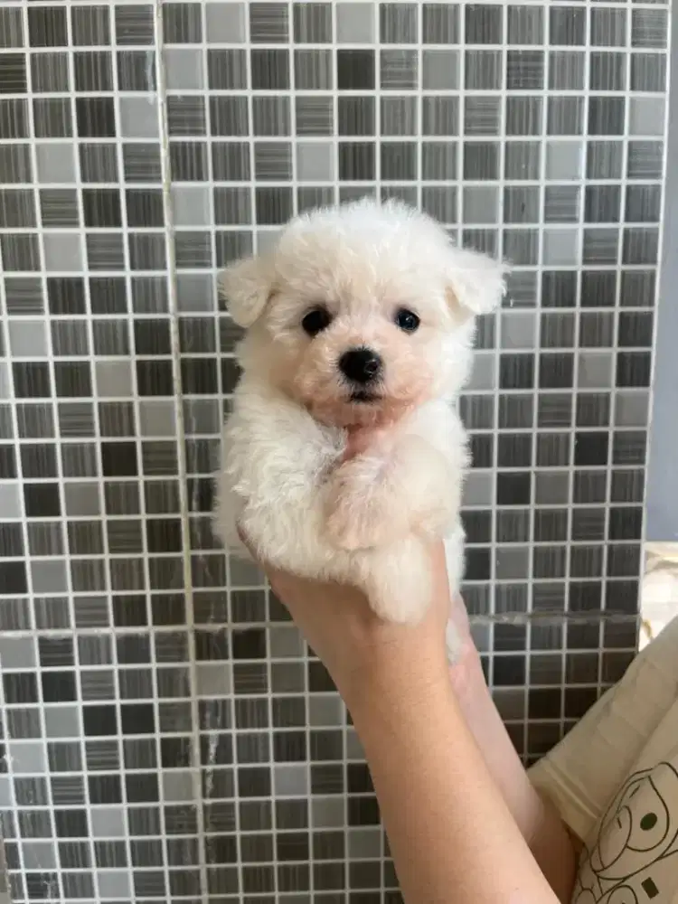 Mini bichon jantan cakepp puolll