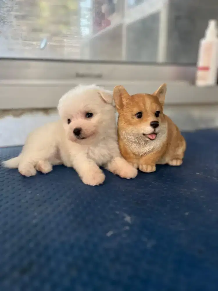Mini bichon jantan cakepp puolll