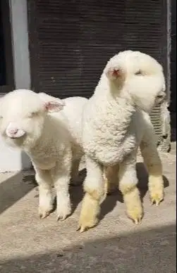 sepasang anakan domba merino kontes istimewa 4 bln full bulu lucu unik