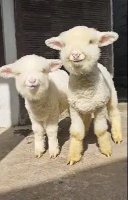 sepasang anakan domba merino kontes istimewa 4 bln full bulu lucu unik