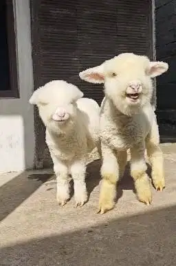 sepasang anakan domba merino kontes istimewa 4 bln full bulu lucu unik