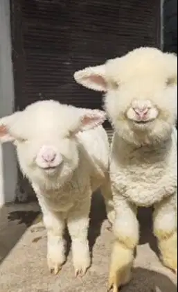 sepasang anakan domba merino super istimewa 4 bln kelas kontes exotik