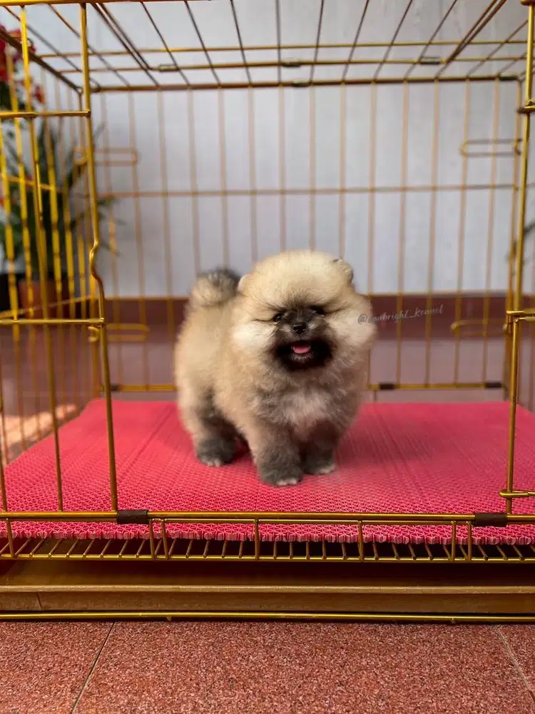 Pomeranian Betina
