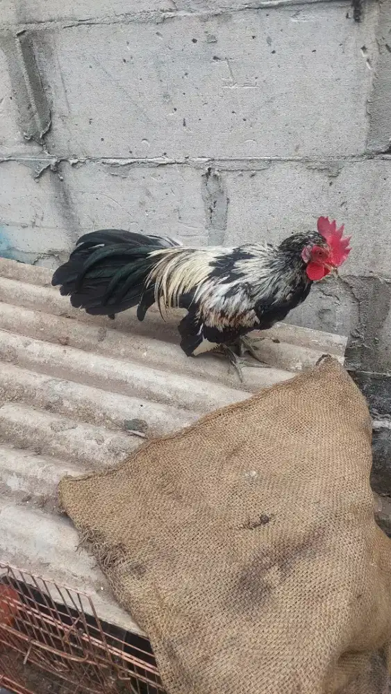 Ayam ekor panjang