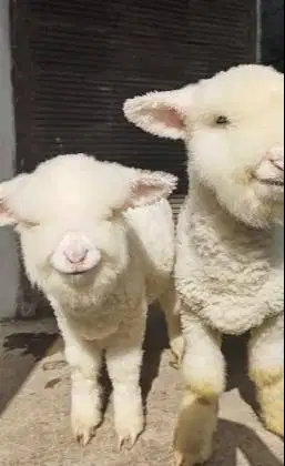 sepasang anakan domba merino 4 bln super istimewa kelas kontes fulbulu