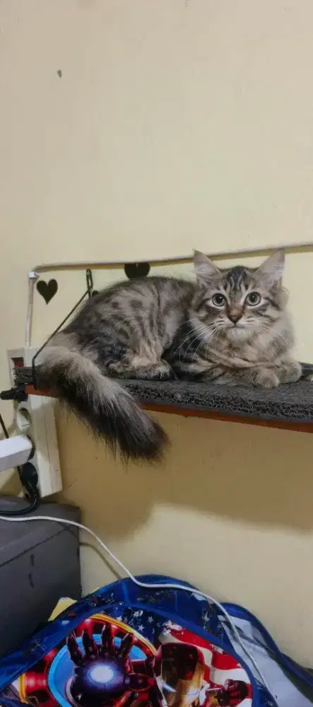 Kucing kitten/anak kucing persia