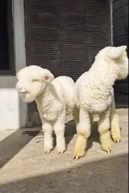 sepasang anakan domba merino superan istimewa 4 bln kelas kontes unik