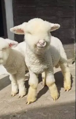 sepasang anakan domba merino superan istimewa 4 bln kelas kontes unik