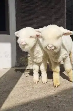 sepasang anakan domba merino kelas superan istimewa 4 bln full bulu ok