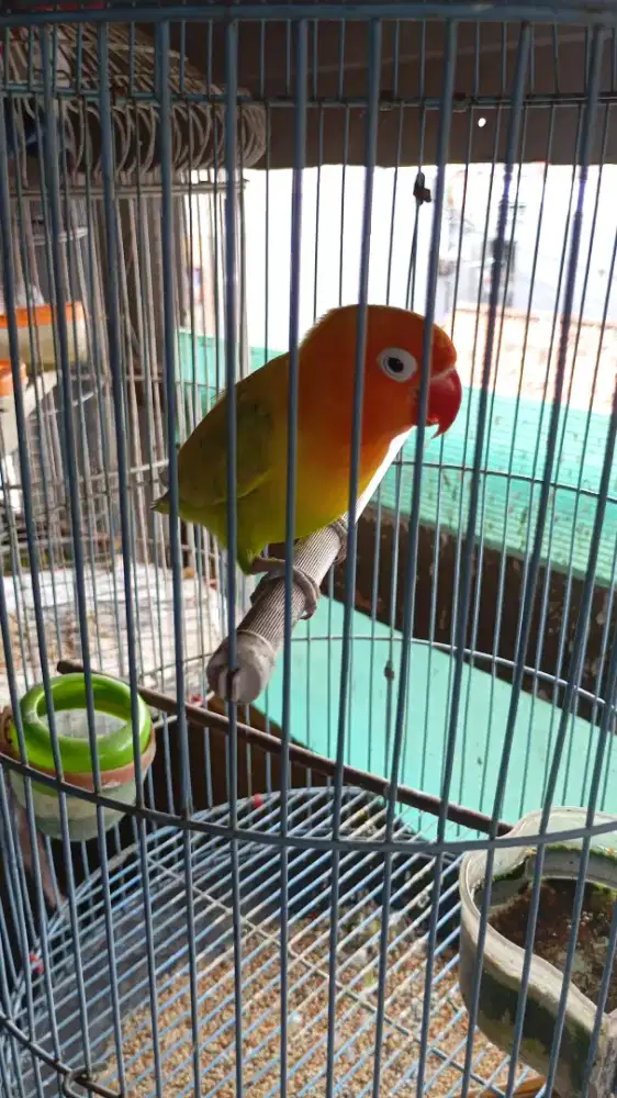 Lovebird jantan