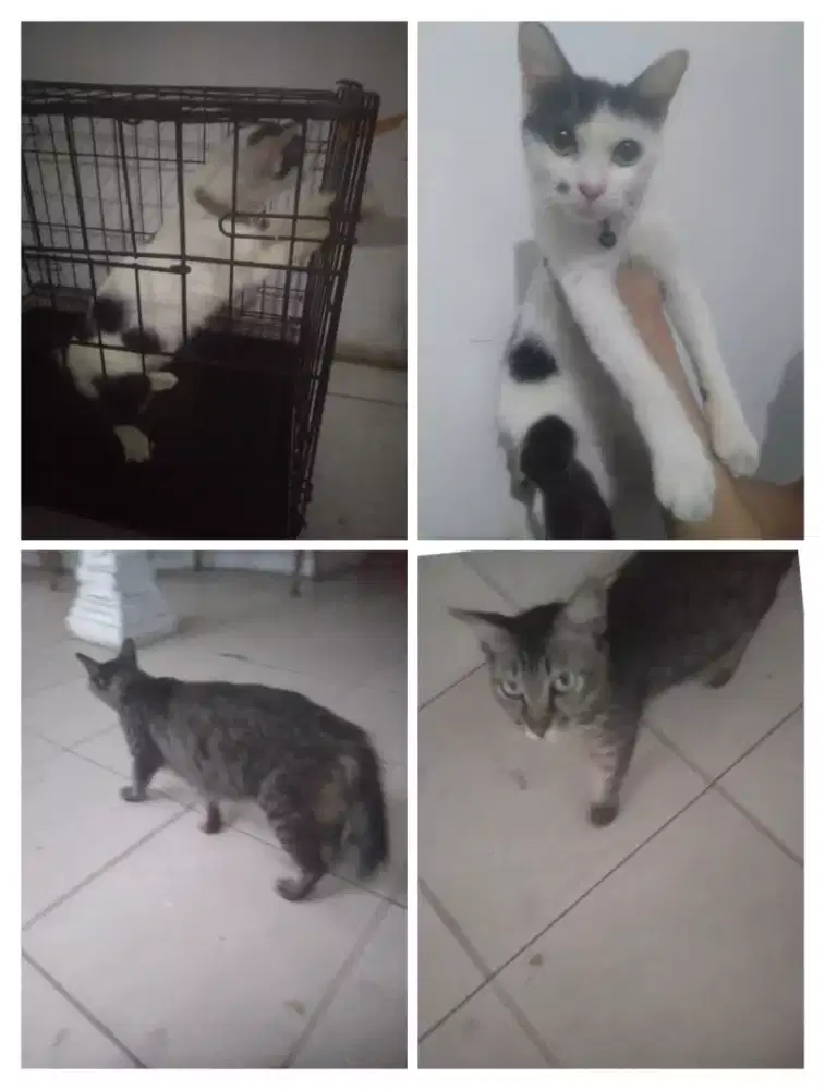 Kucing Mixdom masih gadis, sehat dan aktif. Umur sekitar 5 bulan