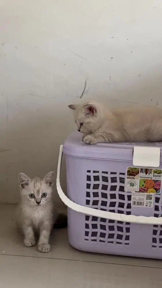 Kucing Himalaya