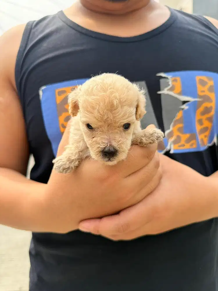 Anakan Toy poodle warna apricot jantan