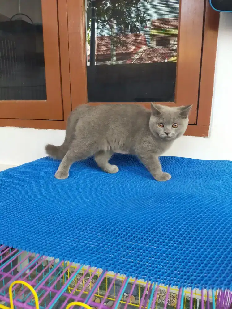 Kucing British shorthair bsh jantan kitten blue solid