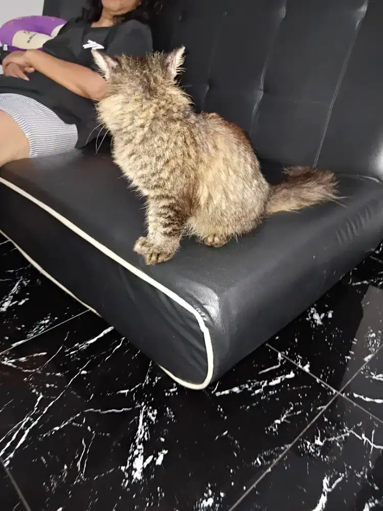 Dijual kucing persia