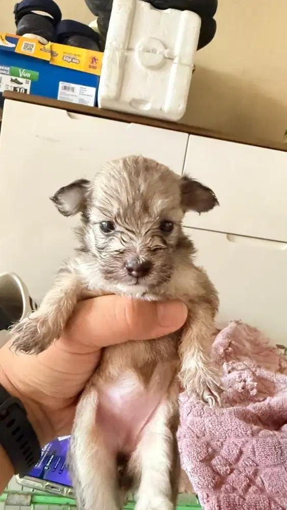 Anakan mix breed toy poodle