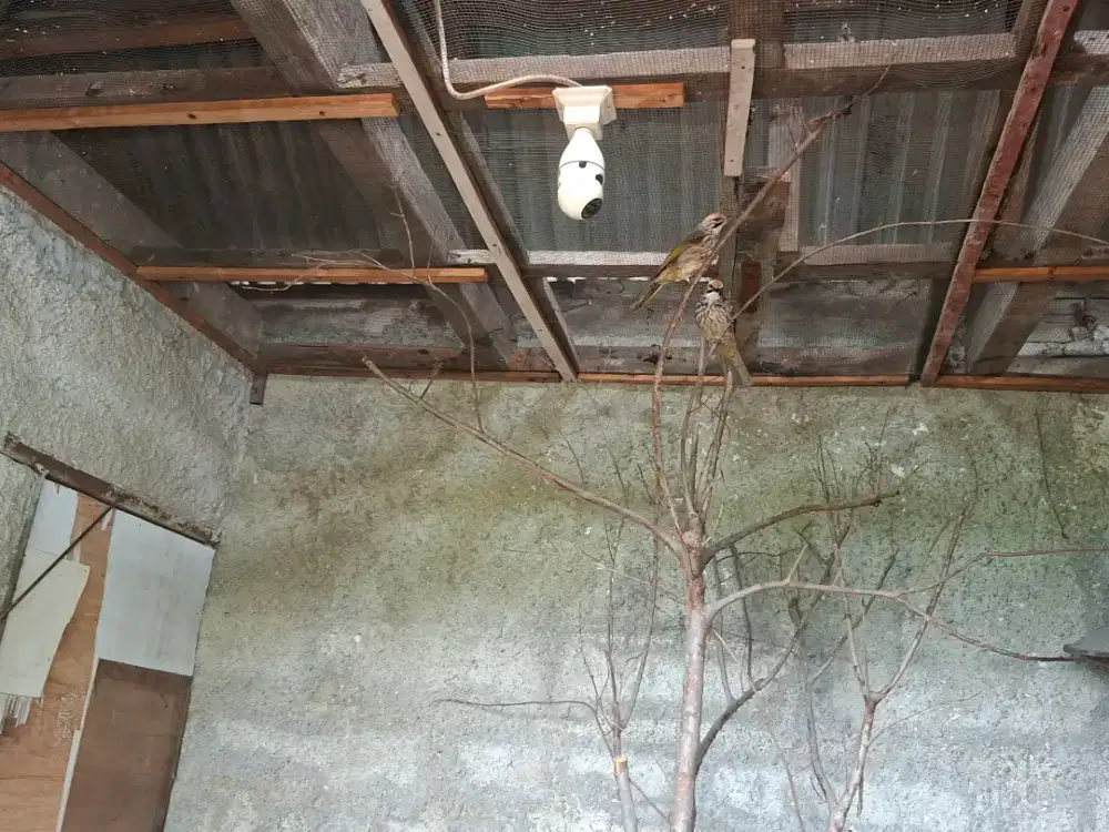 Burung cucak rowo sepasang jodohnya produktif