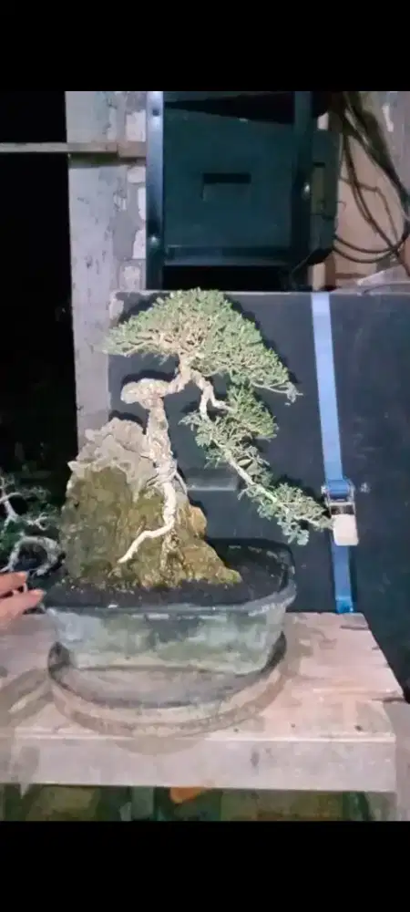 bonsai santigi small