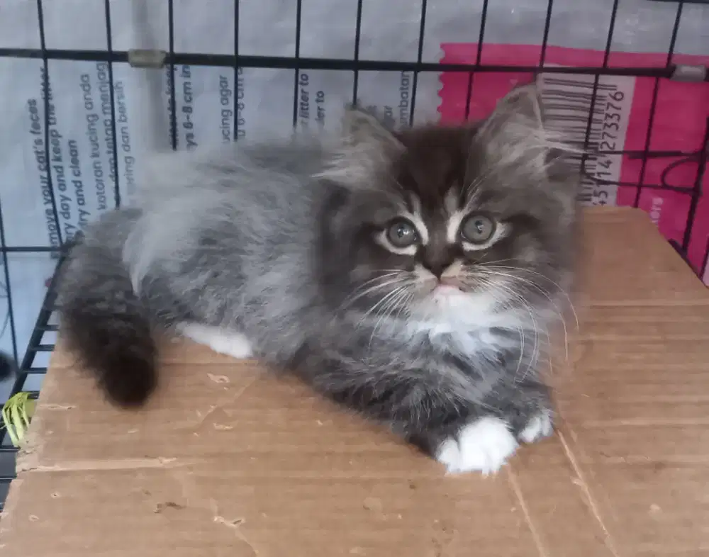 anak kucing lucu