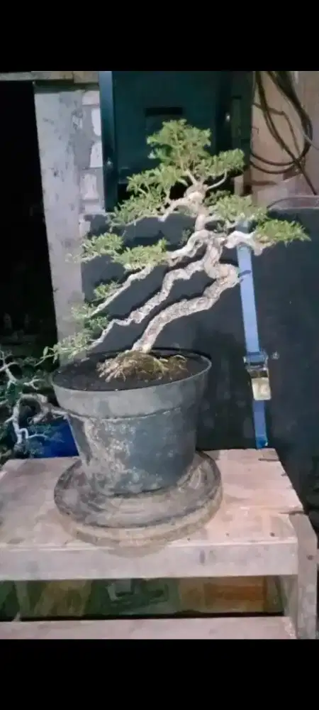 bonsai santigi small