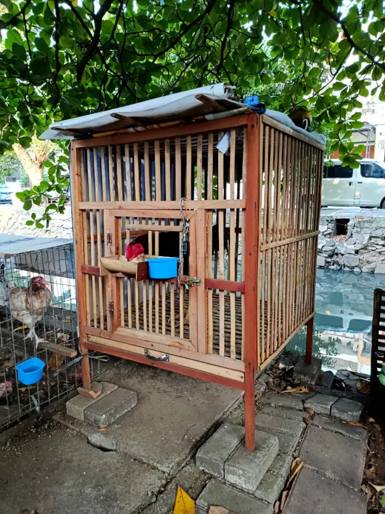 Kandang ayam bambu premium