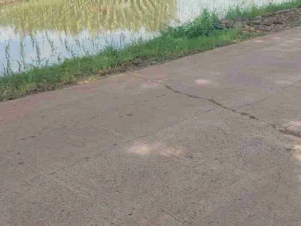 tanah subang zonasi industri ex ditanami padi