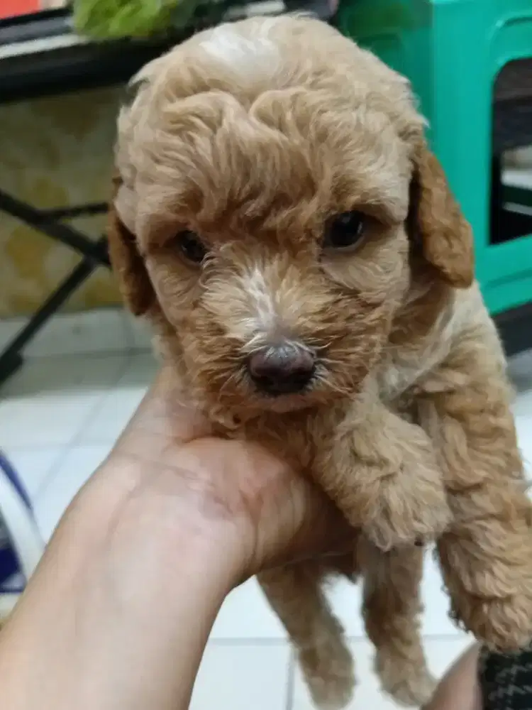 Anjing poodle jantan dan betina
