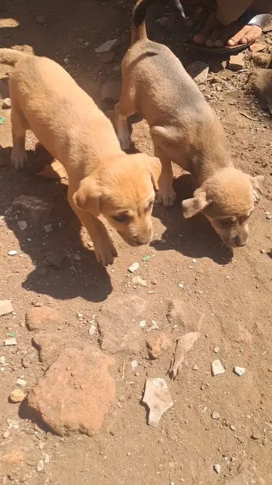 Anak Anjing Lokal/Mix 8 Ekor – 3 Jantan 5 Betina – Bisa Booking