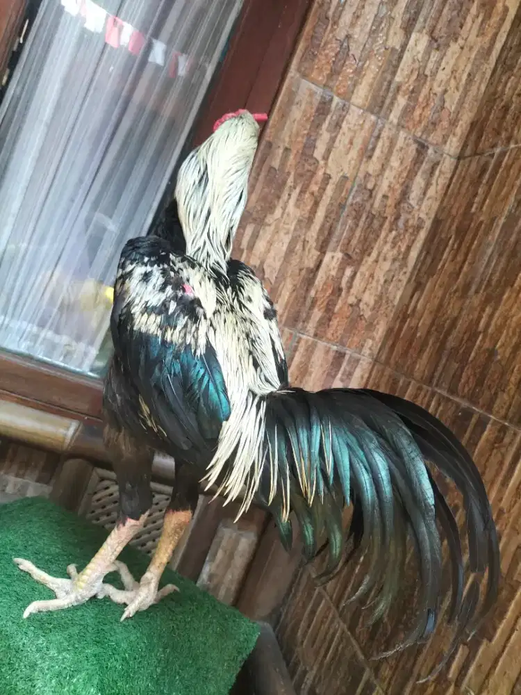 Ayam pama silangan bangkok uk 3