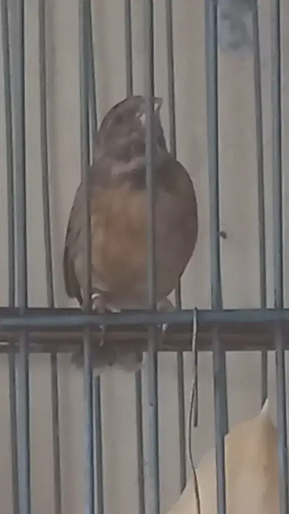 Blackthroat jantan gacoran