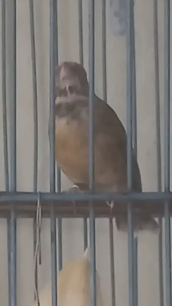 Blackthroat jantan gacoran