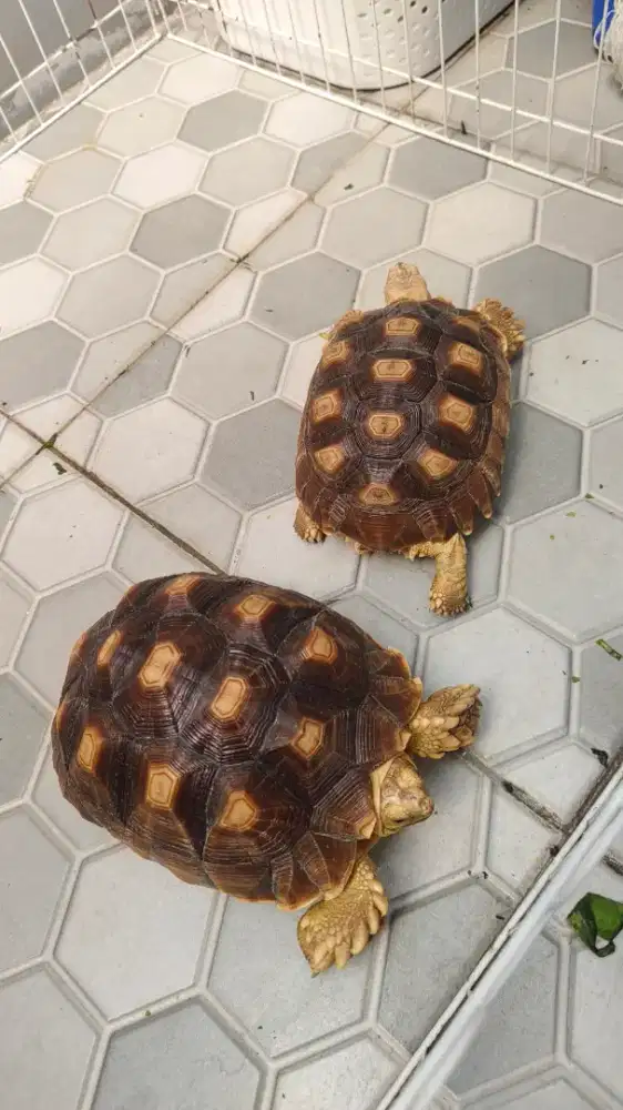 Dijual Sulcata Medium