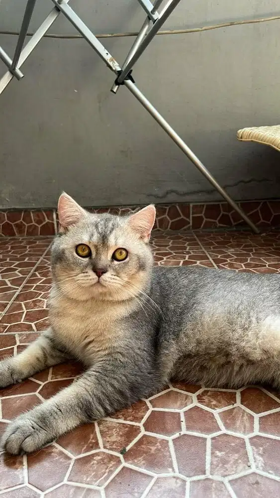 British Shorthair [BSH] Silver