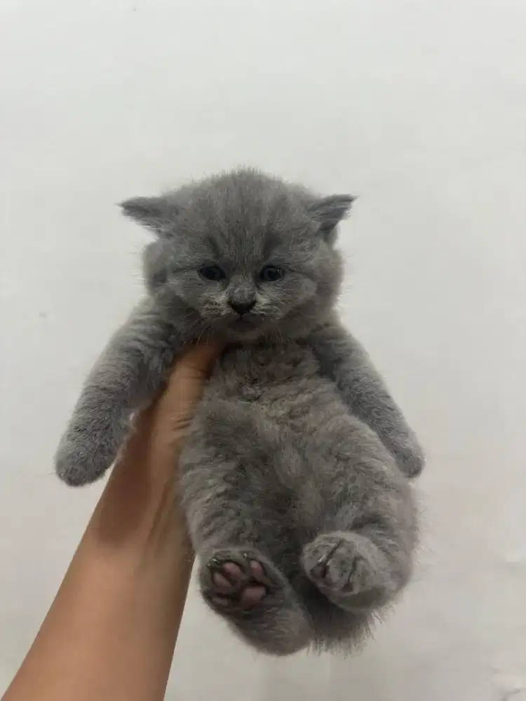 KITTEN BRITISH SHORT HAIR