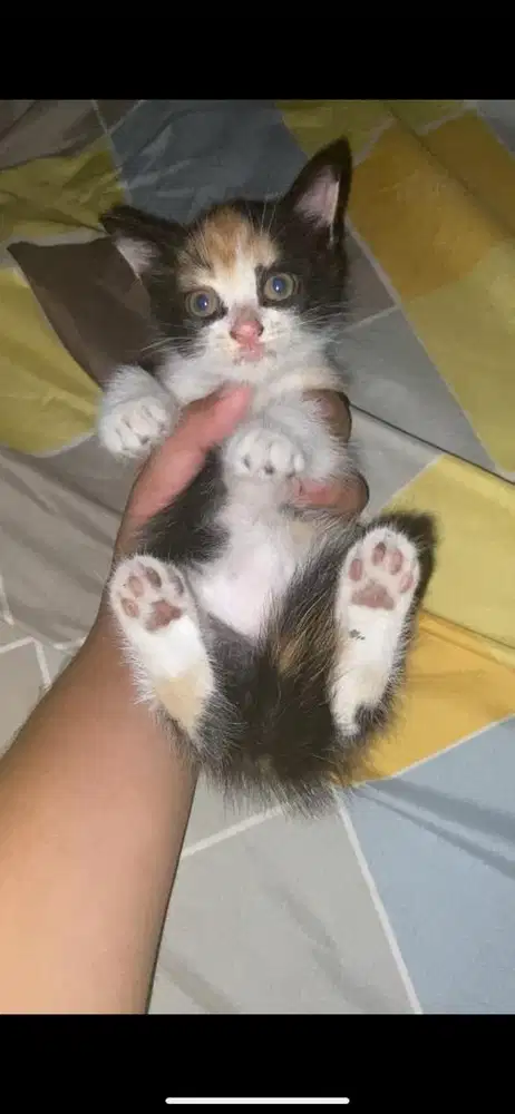 Kitten mixdome calico betina