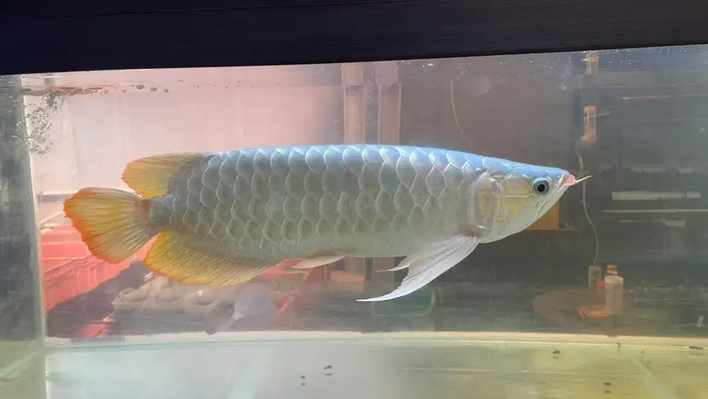 Arowana Super Red 52cm murah
