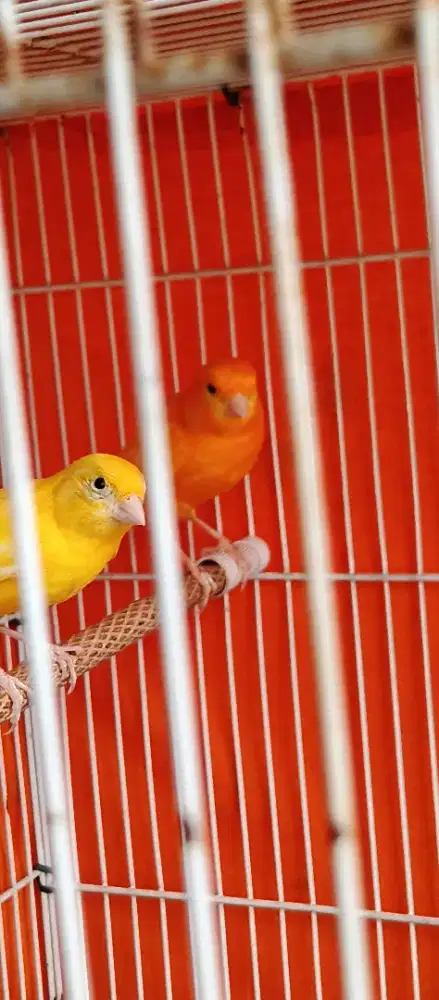 Jual Cepat Sepasang kenari AF bonus anakan Warna cerah
