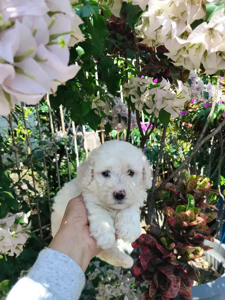White Toy Poodle