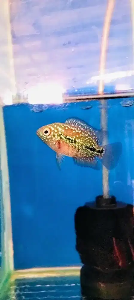 Louhan kamfa f2 red