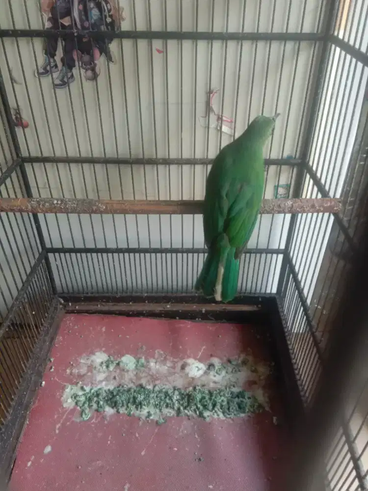 Burung murai hijau gacor