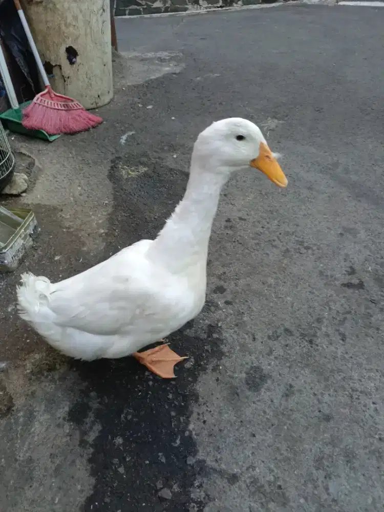 Bebek dan Ayam udah besar