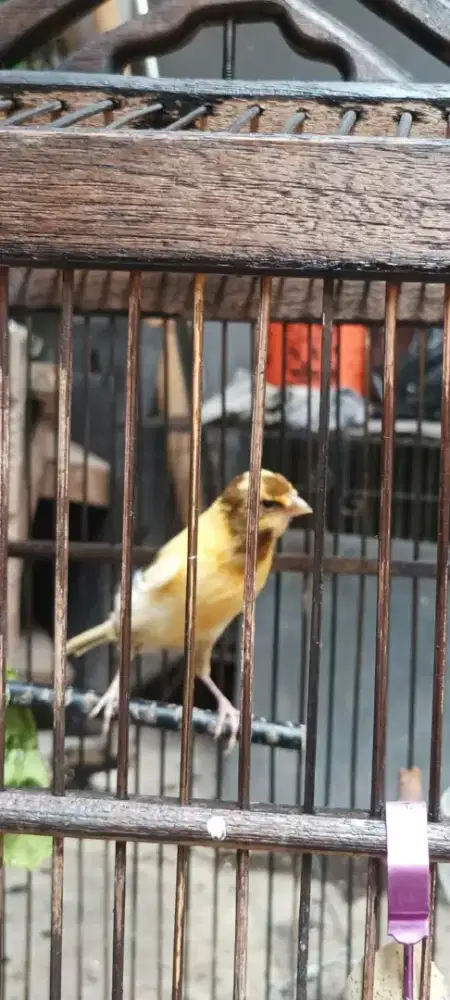 Jual kenari jantan SILANG F1 & Loper