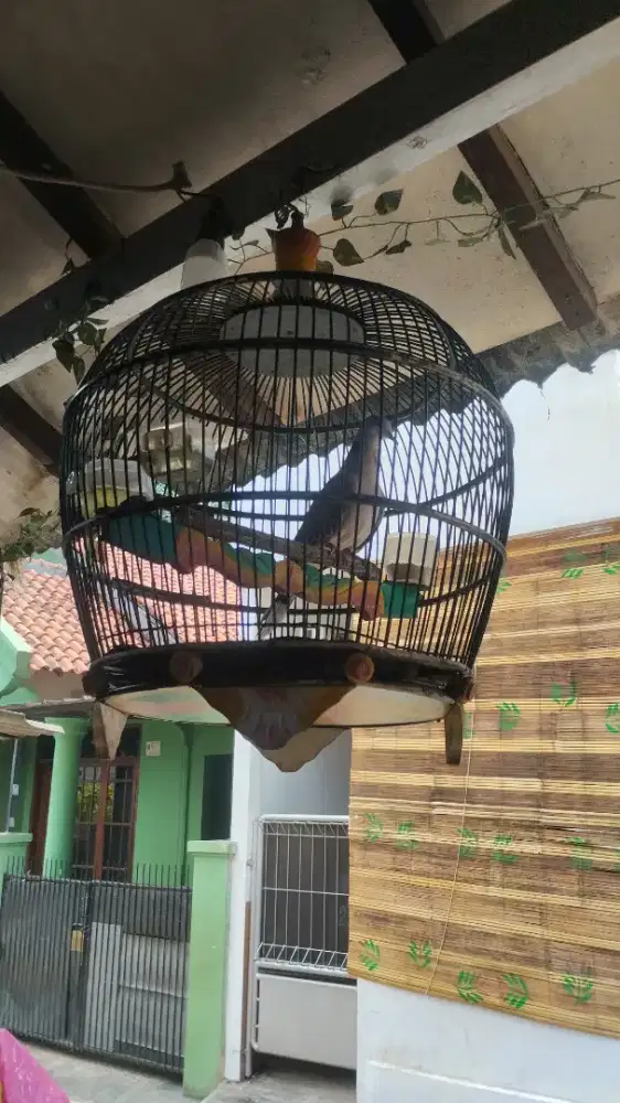BURUNG CHUHU FULL SET